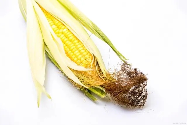 在衛(wèi)生紙沒(méi)有發(fā)明之前，美國(guó)人上廁所竟是用玉米穗