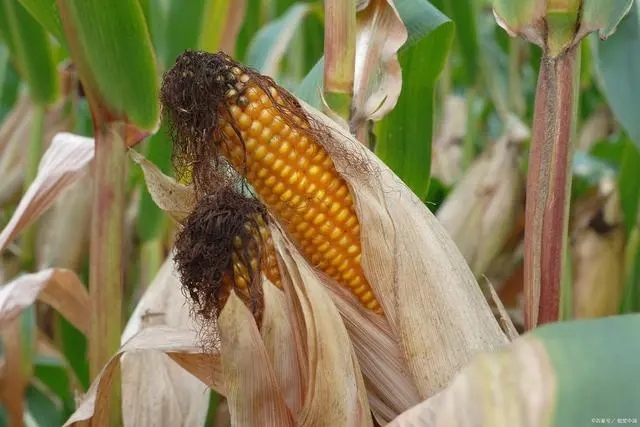 在衛(wèi)生紙沒(méi)有發(fā)明之前，美國(guó)人上廁所竟是用玉米穗