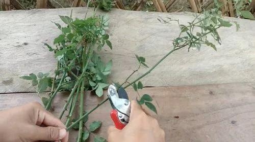 用衛(wèi)生紙繁殖月季的神奇方法