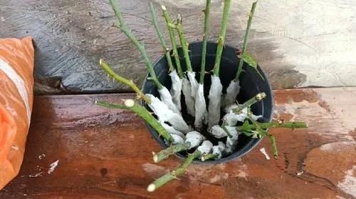 用衛(wèi)生紙繁殖月季的神奇方法