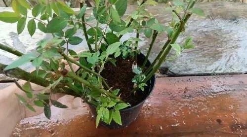 用衛(wèi)生紙繁殖月季的神奇方法