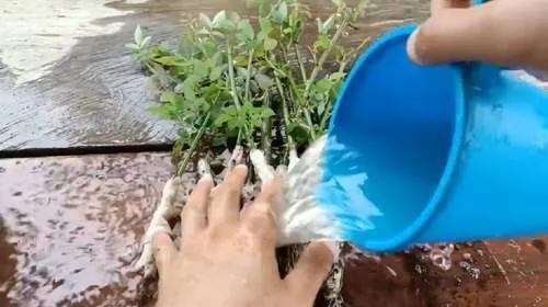 用衛(wèi)生紙繁殖月季的神奇方法