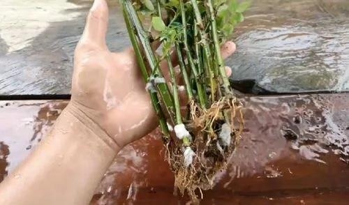 用衛(wèi)生紙繁殖月季的神奇方法