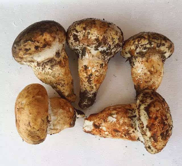 老人頭菌 老人頭菌