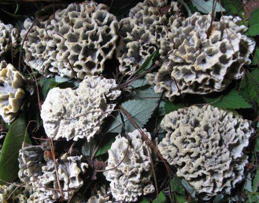 1567413571247002.jpg 干巴菌.jpg