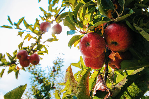 常吃堿性食物對身體有哪些好處
